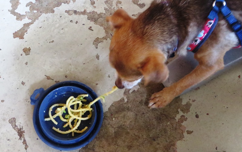 Fooqs Miami - dog who brunches on carbonara - photo by Denise Castillon