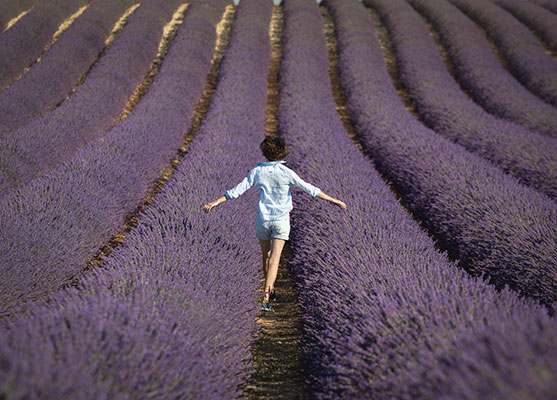 France Lavender Fields